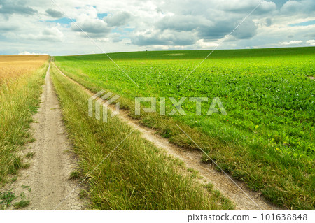 A long dirt road next to a green field with plants 101638848