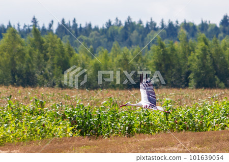 A stork flies over an agricultural cornfield. A migratory bird in the wild A stork flies over an agricultural cornfield. A migratory bird in the wild 101639054