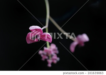 three-leaf akebi flower 101639063