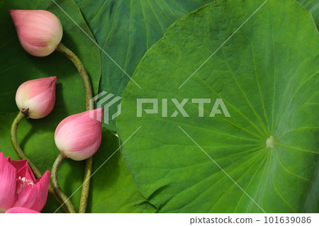 Top view of beauty background with fresh lotus flower, lotus buds and green leafs. Space for copy or design. Background for advertising products with lotus. (Nelumbo nucifera) 101639086