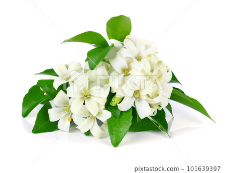 White flower, Orange Jessamine (Murraya paniculata) or China Box Tree, Andaman Satinwood White flower, Orange Jessamine (Murraya paniculata) or China Box Tree, Andaman Satinwood 101639397