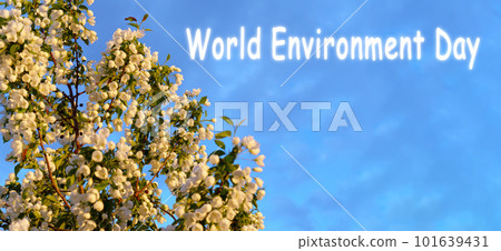 World environment day. Blooming branches of an apple tree Copy space. Concept love nature, spring 101639431