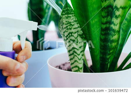 Greenery at home, love for plants, hobby concept. Concept of home garden 101639472
