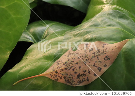 綠葉上的枯葉 綠葉上的枯葉 101639705