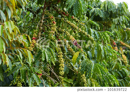 Front view of coffee branches are about to be harvested in the garden. Perennial plants of Vietnam Nam. Front view of coffee branches are about to be harvested in the garden. Perennial plants of Vietnam Nam. 101639722