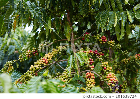 Close-up of coffee trees laden with fruit in the garden, which is the main source of income for farmers in mountainous regions and the Central Highlands provinces. 101639724