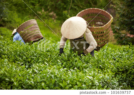 Tea workers collect tea buds to bring to the tea processing factory. They carry on their shoulders bamboo bags to hold tea. Green tea garden background 101639737