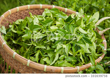Freshly harvested green tea buds, placed in a bamboo basket, prepared for the next stages of processing. 101639738