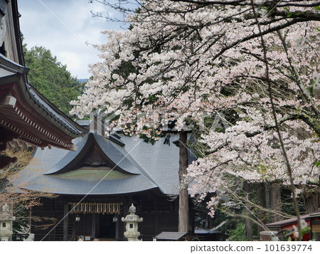 山梨縣富士禦室淺間神社 4 月盛開的櫻花 山梨縣富士禦室淺間神社 4 月盛開的櫻花 101639774