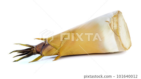 Bamboo shoot on white background Bamboo shoot on white background 101640012