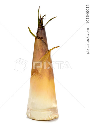 Bamboo shoot on white background Bamboo shoot on white background 101640013