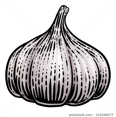 Garlic Vegetable Vintage Woodcut Illustration Garlic Vegetable Vintage Woodcut Illustration 101640077
