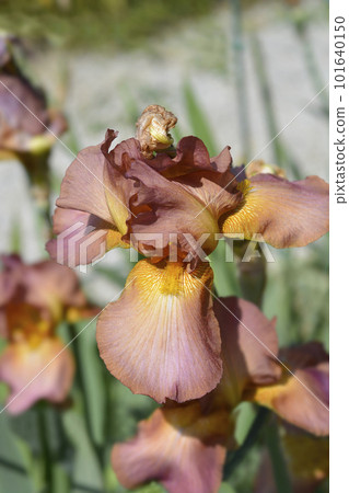 Tall bearded iris Tarn Hows 101640150