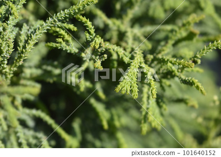 Hinoki cypress Brigitte Hinoki cypress Brigitte 101640152
