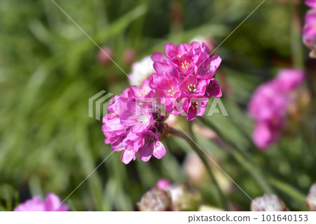 Sea Thrift Rosea Sea Thrift Rosea 101640153