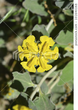 Jerusalem sage Jerusalem sage 101640168