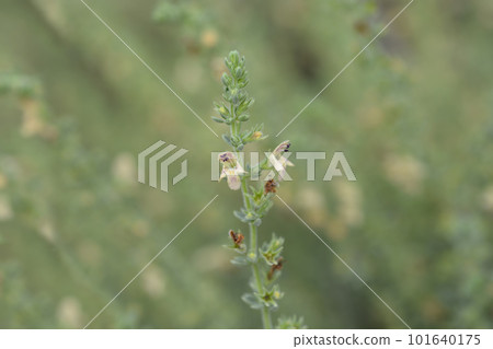 Visianis savory Visianis savory 101640175