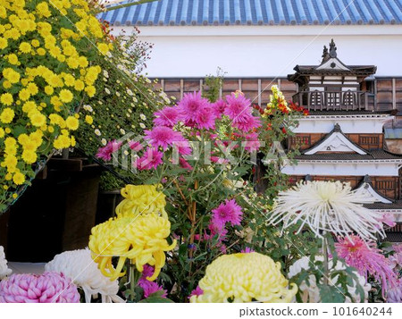 Beautiful flowers at the Hiroshima Castle Great Chrysanthemum Exhibition (Hiroshima City) Beautiful flowers at the Hiroshima Castle Great Chrysanthemum Exhibition (Hiroshima City) 101640244