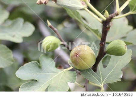 Figs of fruit Figs of fruit 101640583