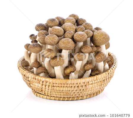 shimeji mushrooms brown varieties isolated on white background shimeji mushrooms brown varieties isolated on white background 101640779