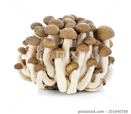 shimeji mushrooms brown varieties isolated on white background shimeji mushrooms brown varieties isolated on white background 101640780