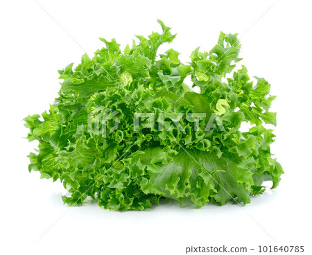Fresh green lettuce isolated on a white 101640785