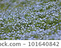 Nemophila 蝴蝶 101640842