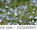 Nemophila 蝴蝶 101640843