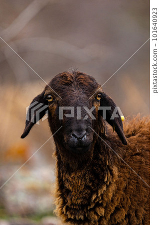 Pasture with sheep in the village. Herd with sheep on a farm in field. Sheep's gaze. Herds in rural area. Ewe during grazing. Forage and Grassland concept. Forages for farm animals. Sheeps on grass. Pasture with sheep in the village. Herd with sheep on a farm in field. Sheep's gaze. Herds in rural area. Ewe during grazing. Forage and Grassland concept. Forages for farm animals. Sheeps on grass. 101640923