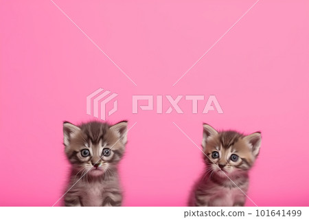A couple of kittens sitting next to each other. AI generative image . A lot of copy space. A couple of kittens sitting next to each other. AI generative image . A lot of copy space. 101641499
