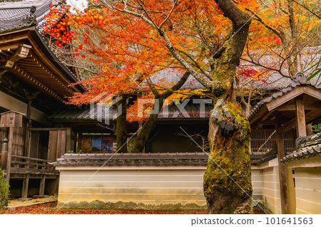京都市西山正持寺的秋葉琉璃光殿的楓葉 京都市西山正持寺的秋葉琉璃光殿的楓葉 101641563