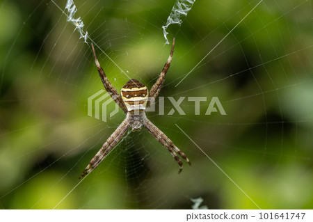 Orb-weaver spider juvenile Orb-weaver spider juvenile 101641747