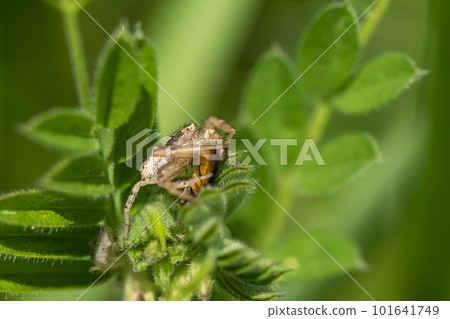 捕食昆蟲的胸蟹蛛(雌性) 捕食昆蟲的胸蟹蛛(雌性) 101641749