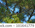 Crow's nest and parent bird made in a tree in the park 101641779