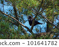 Crow's nest and parent bird made in a tree in the park 101641782