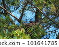 Crow's nest and parent bird made in a tree in the park 101641785