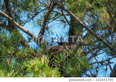 公園樹上的烏鴉巢和母鳥 101641785