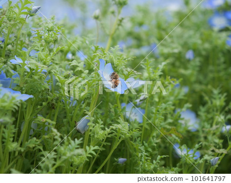 A bee sucking nemophila nectar 101641797