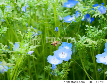Spring blue flowers, nemophila and bees Spring blue flowers, nemophila and bees 101641798