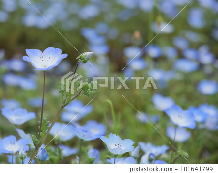 Nemophila blooming in spring flower bed 101641799