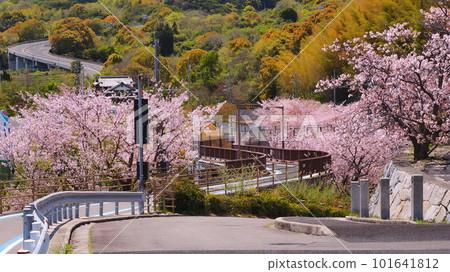 大三島多多羅公園旁邊的自行車道1 101641812