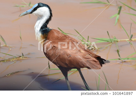 Africa Lenkaku 101641897