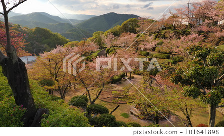 Falling cherry blossoms in Onomichi Senkoji Park 1 101641898