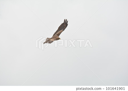 wild bird, africa, black kite 101641901
