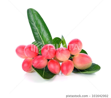 Carissa carandas Linn,Karanda, Carunda with leaves isolated on white background Carissa carandas Linn,Karanda, Carunda with leaves isolated on white background 101642002