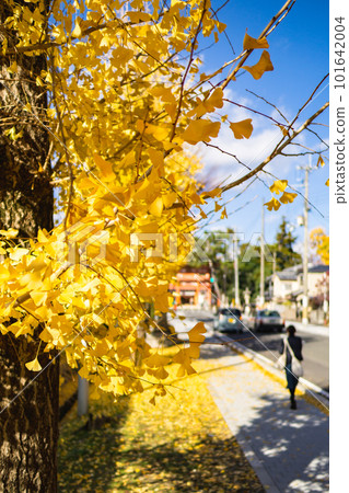 Autumn leaves of Imamiya Shrine in Kitayama, Kyoto Gingko trees along Imamiya Monzen Street Autumn leaves of Imamiya Shrine in Kitayama, Kyoto Gingko trees along Imamiya Monzen Street 101642004