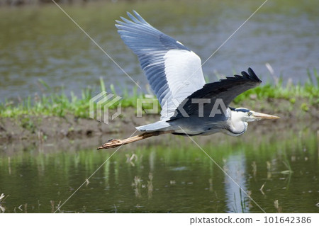 Gray heron heron / Japan 101642386