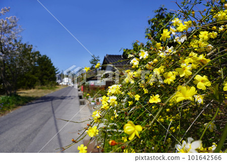 鄉村道路，通往大海的道路，黃色的花朵，美麗的風景，懷舊的風景，舊昭和時代 101642566