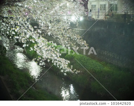 Night cherry blossoms reflected in the river 101642920