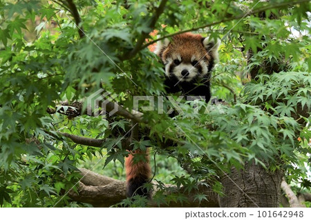 一隻小熊貓從樹上探出頭來 101642948